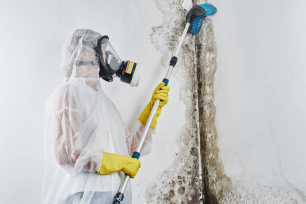 Best Mold Removal for HVAC Installations  in , WI